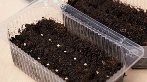 Как вырастить эвкалипт лимонный в домашних условиях