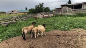 Кросс Дорпера и Эдельбая F1