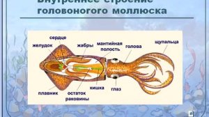 Головоногие моллюски Осьминоги и кальмары
