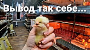 Плохая инкубация / ЦЫПЛЯТА - УРОДЫ / Погода / ПЕРЕНЕСЛИ ГРЯДКИ