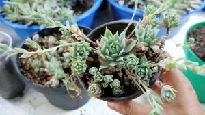 graptopetalum cuidados y variedades donsuculento