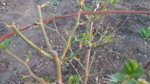 Мускусный гибрид розы Динки после обрезки???