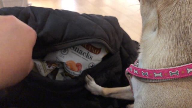 Собачка чихуахуа мини в новом городе смотреть онлайн