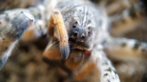 Южнорусский тарантул крупным планом (Lycosa singoriensis)