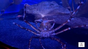 День в Океанариуме. Морские животные видео для детей