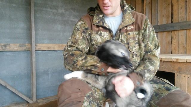 Выбор щенка лайки для охоты! Что нужно знать начинающему охотнику! смотреть онлайн
