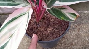Stromanthe Triostar Plant care/ Best Indoor Perennial Plant Calathea Triostar