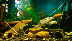 Аквариум 250 литров карпы кои