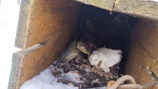 Охота на куницу с проходным капканом. смотреть онлайн