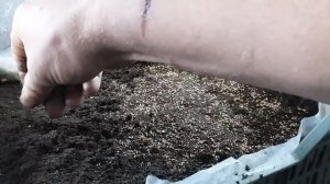 Часть 1. Сажаем клубнику семенами, Королева Елизавета 2. Лёгкий и простой способ.