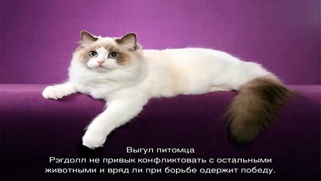 Рэгдолл (кошка): описание породы и характера смотреть онлайн