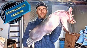 Забор анализов у свиней!