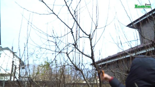 Что делать с деревом, которое пустило много волчков? смотреть онлайн