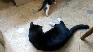 Воспитание котят!))