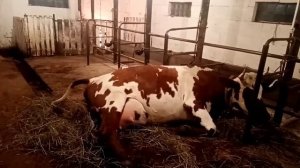 Отел Айширской нетели. Первое доение коровы?
