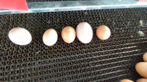 Лучшие Гнёзда для Наших Красоток Кур-Несушек