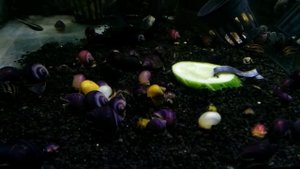 Ампулярия черничная