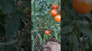 Томат Толстой F1 в августе . VID 20200817 060220