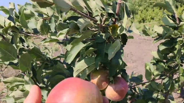 Яблоня сорт Коваленковское супер вкусное ! persikovod.com смотреть онлайн