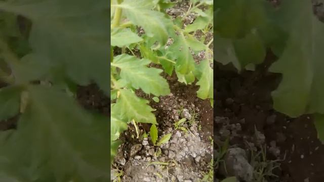 Элина малина ежевика смотреть онлайн