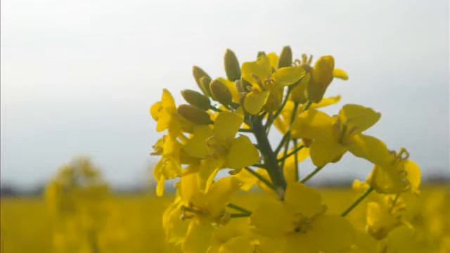 ''My Best Photos'' Nikon Coolpix L18 смотреть онлайн