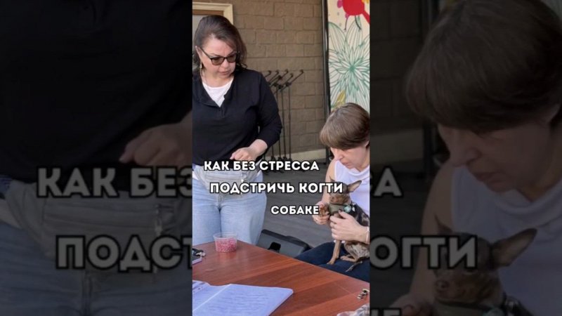 Как без стресса подстричь когти собаке⚡️ссылка на запись в описании