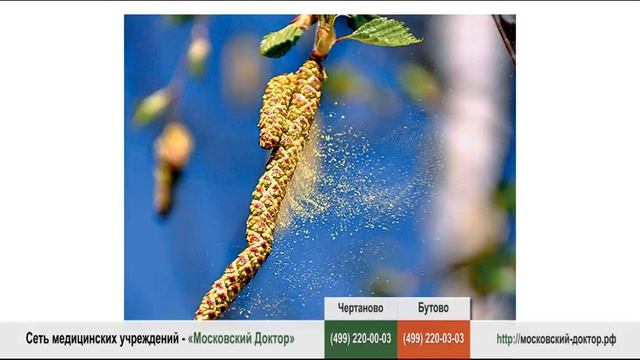Пыльца березы новосибирск