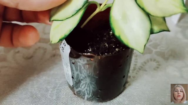 Комнатные цветы.Как укоренить хойю. смотреть онлайн