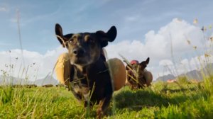 Милые собаки в виде хот-дога в рекламе HEINZ 