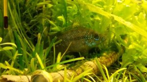 Восьмиполосая цихлазома (пчёлка). Cichlasoma octofasciatum. (02.04.2015)