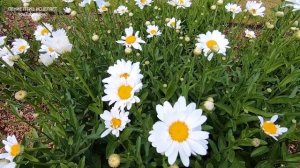 КРАСИВОЕ ПЕНИЕ СЛАВКИ И СТРЕКОЧУЩИЕ КУЗНЕЧИКИ НА РОМАШКОВОМ ПОЛЕ-ЭТО РЕЦЕПТ ХОРОШЕГО НАСТРОЕНИЯ.