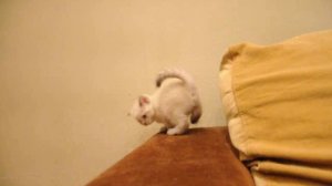 Шотландская короткошерстная (скоттиш-страйт) кошка 