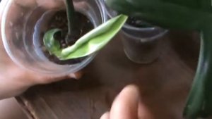 филодендрон ринг оф фаер и монстера альба цветы обзор