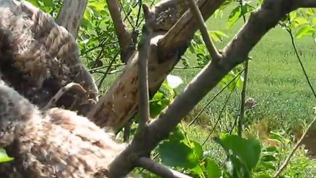 Птенцы ушастой совы Asio otus. Аскания-Нова. Long-eared Owl Chicks. Askania Nova.
