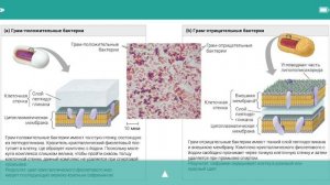 Окраска по Граму. Грам-положительные и грам-отрицательные бактерии. ЕГЭ по биологии