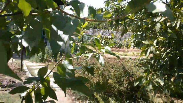 ПЕРСИК. Созревание плодов. Сентябрь 2021 смотреть онлайн