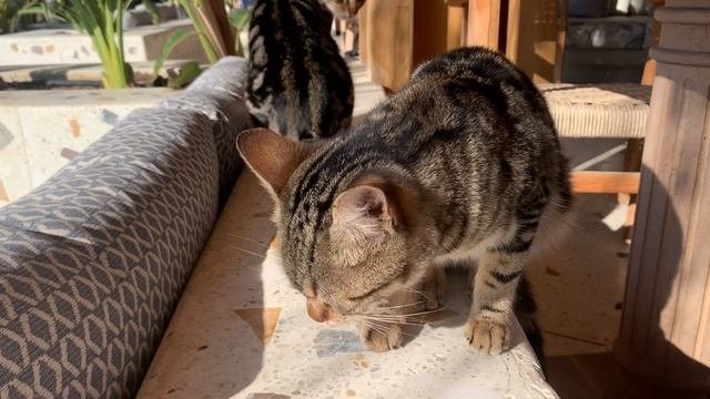 Котики отобедали