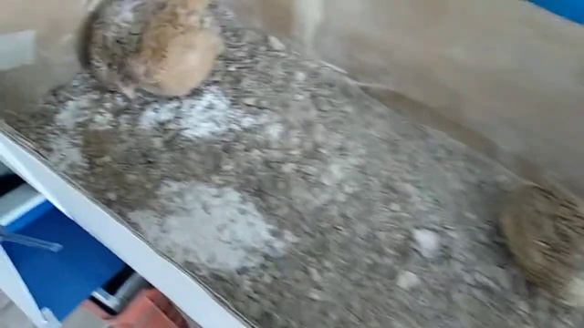 Купание перепелов || смотреть онлайн