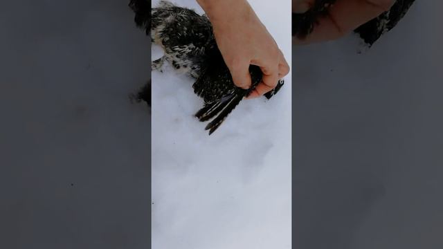 как определить примерный возраст рябчика смотреть онлайн