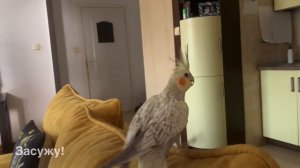 Злой попугай корелла шипит. Интервью Мистера Зохана