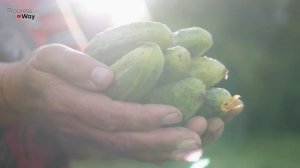 Полил Огурцы Этим И Уже Неделю Не Могу Собрать, Куда Их Столько Нарастает!