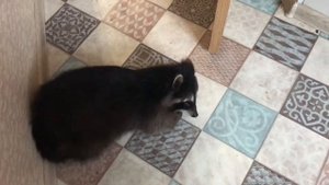 Прикольный енот Торнадо