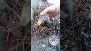 Что делать если завелись голуби (гнездо на балконе)