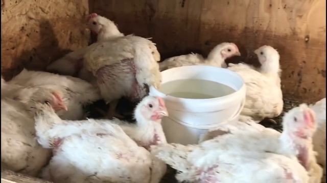 30 суток. Неожиданный поворот. Выбираем лучший комбикорм для бройлера 2 смотреть онлайн