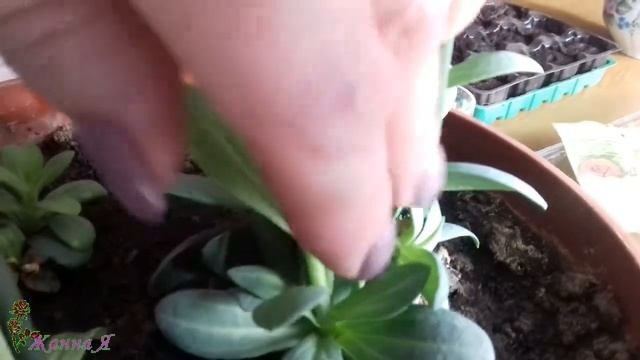 Эустома, Лизиантус из своих семян.