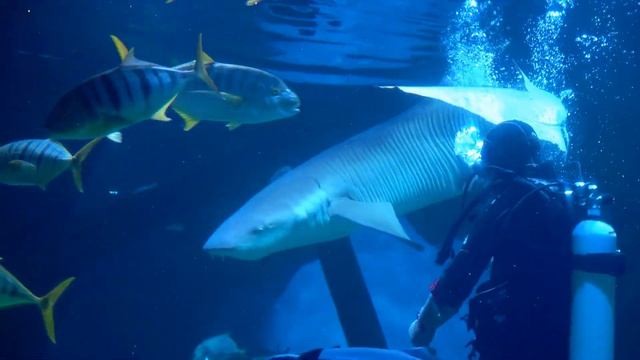 Почему акулу называют нянькой? смотреть онлайн