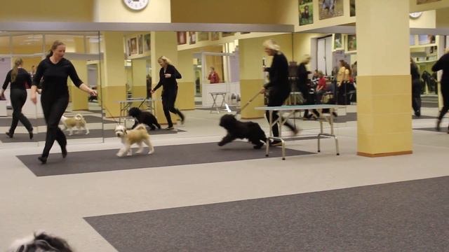 Тибетский терьер (тренинг) 6 смотреть онлайн