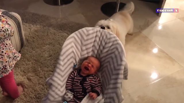 Смешное видео.ДЕТИ ПРОТИВ ЖИВОТНЫХ 2020.🤣Смех продлевает 💙! смотреть онлайн