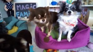 ЮМИ СКУЧАЕТ ПО ИЛАЮ! ЭЙВАН УХОДИТ С ЮТУБА! МИША И ПОКЕМОН ЮМИ ЧУ РЕАКЦИЯ НА КЛИП СОФИ ДЕНЬ РОЖДЕНИ