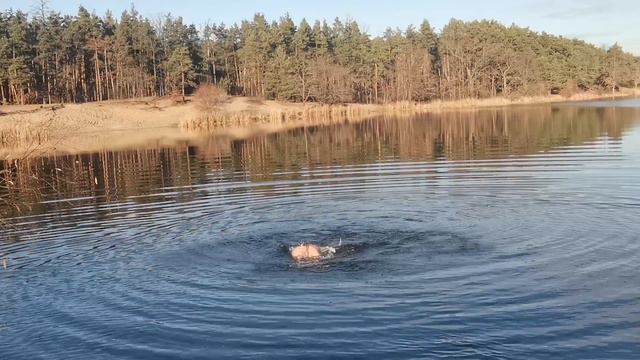 Зимнее плавание. 10 ноября смотреть онлайн